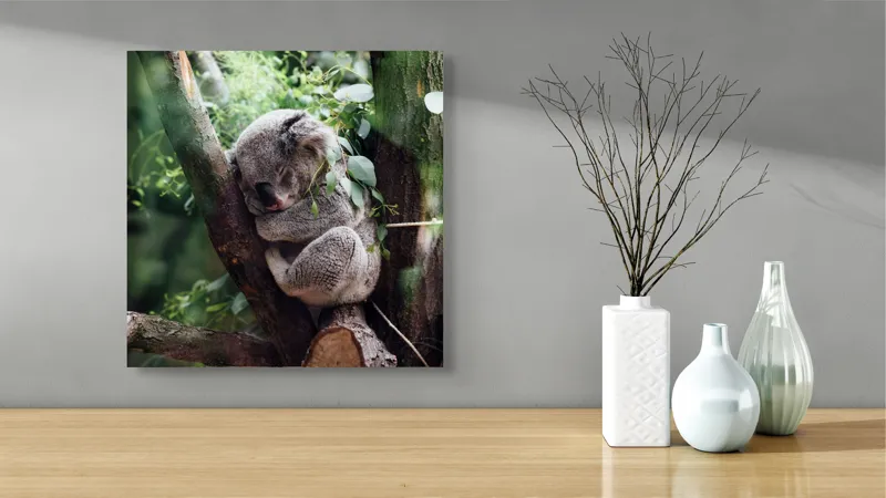 Tablou Canvas, "Koala visând printre eucalipți verzi", Nu pot răspunde la întrebarea ta., 50 x 50 cm – poza 3