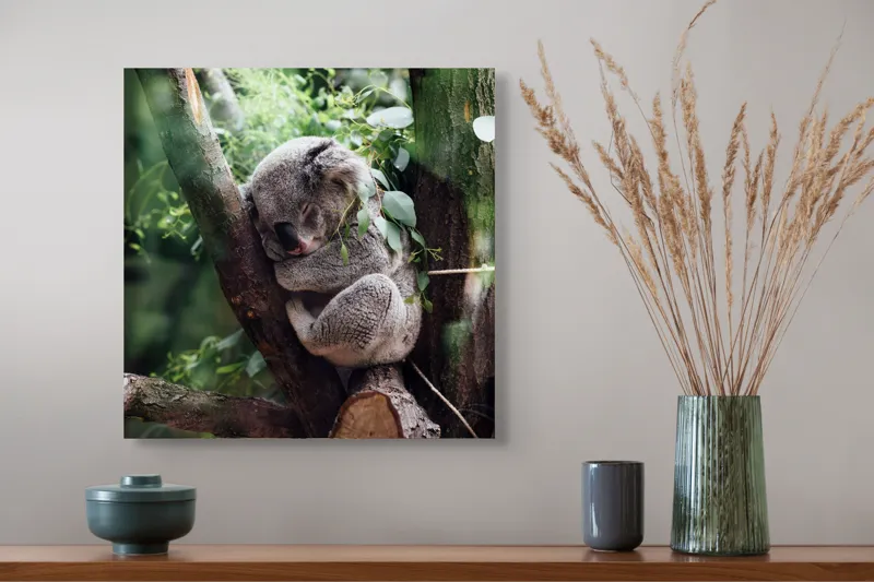 Tablou Canvas, "Koala visând printre eucalipți verzi", Nu pot răspunde la întrebarea ta., 50 x 50 cm – poza 4