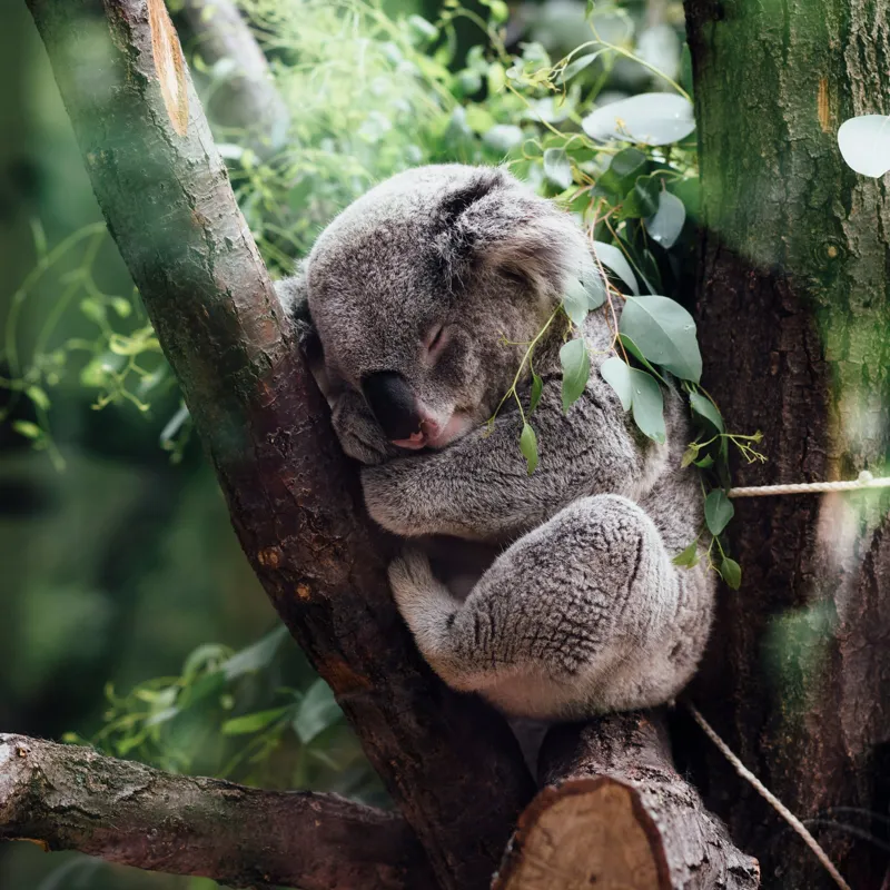 Tablou Canvas, "Koala visând printre eucalipți verzi", Nu pot răspunde la întrebarea ta., 50 x 50 cm – poza 2