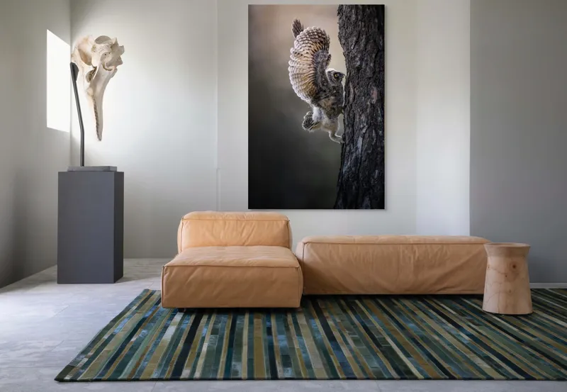 Tablou Canvas, "Puiul de bufniță își ia avânt", Bufniță, Aripă, Penaj, Copac, Zbor, Natură, Ochi, Pene, Trunchi., 100 x 150 cm – poza 7