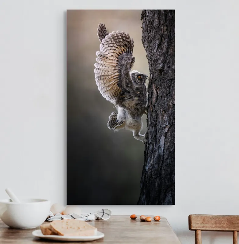 Tablou Canvas, "Puiul de bufniță își ia avânt", Bufniță, Aripă, Penaj, Copac, Zbor, Natură, Ochi, Pene, Trunchi., 50 x 90 cm – poza 3