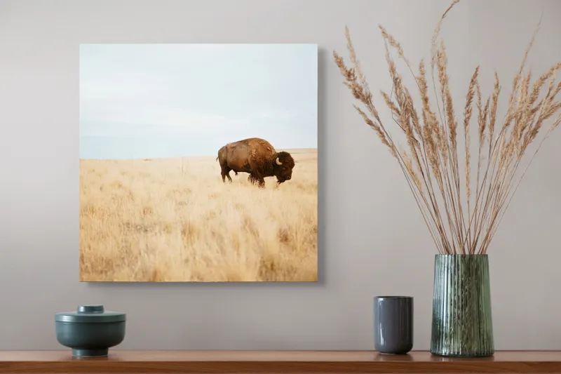 Tablou Canvas, "Bizon solitar în savana aridă", Bizon, Prerie, Cer, Solitudine, Peisaj, Natura, Liniste, 50 x 50 cm – poza 4