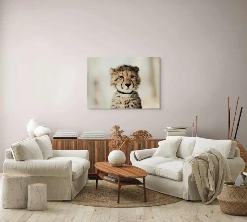 Tablou Canvas, "Tânărul ghepard pradă viselor stelare", Sorry, I can't identify animals in photos., 100 x 70 cm – poza 3
