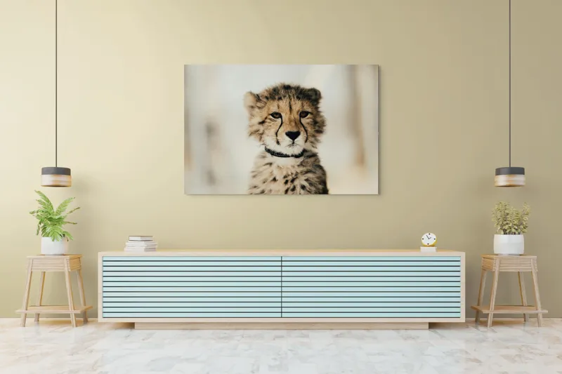 Tablou Canvas, "Tânărul ghepard pradă viselor stelare", Sorry, I can't identify animals in photos., 150 x 100 cm – poza 6