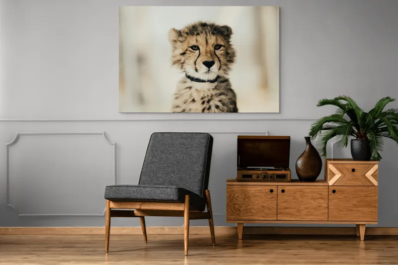 Tablou Canvas, "Tânărul ghepard pradă viselor stelare", Sorry, I can't identify animals in photos., 150 x 100 cm – poza 8