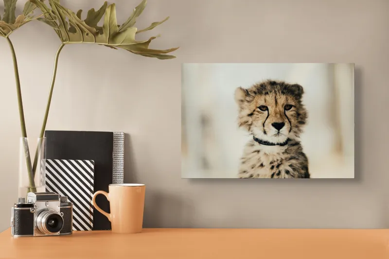 Tablou Canvas, "Tânărul ghepard pradă viselor stelare", Sorry, I can't identify animals in photos., 39 x 26 cm – poza 3
