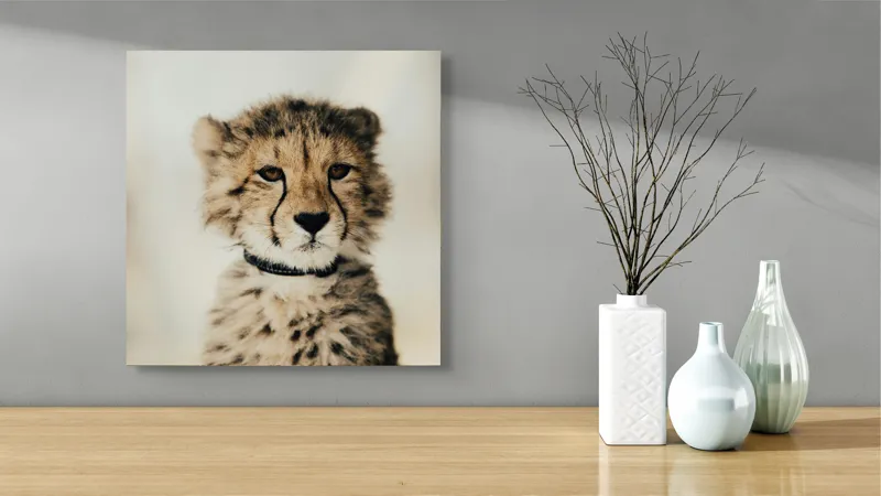 Tablou Canvas, "Tânărul ghepard pradă viselor stelare", Sorry, I can't identify animals in photos., 50 x 50 cm – poza 3
