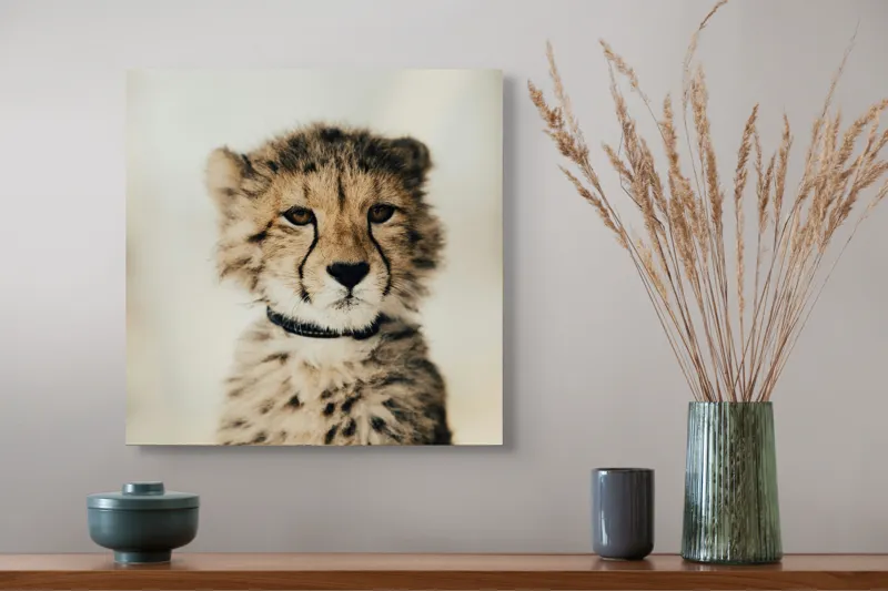 Tablou Canvas, "Tânărul ghepard pradă viselor stelare", Sorry, I can't identify animals in photos., 50 x 50 cm – poza 4