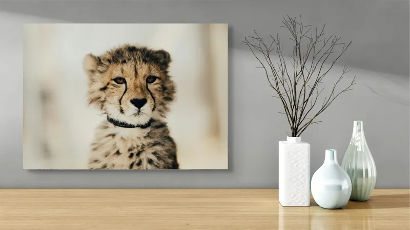 Tablou Canvas, "Tânărul ghepard pradă viselor stelare", Sorry, I can't identify animals in photos., 70 x 50 cm – poza 3