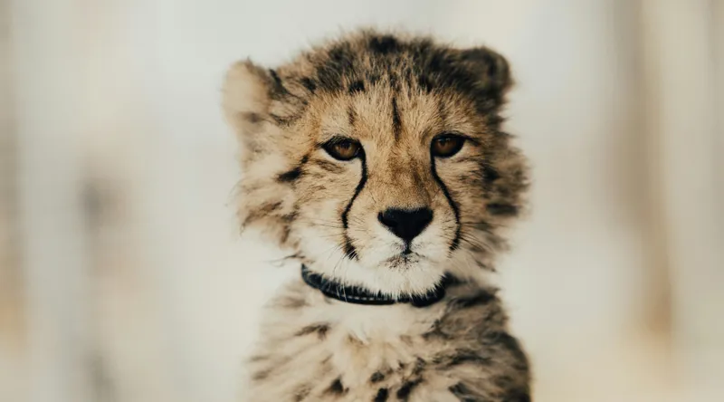 Tablou Canvas, "Tânărul ghepard pradă viselor stelare", Sorry, I can't identify animals in photos., 90 x 50 cm – poza 2