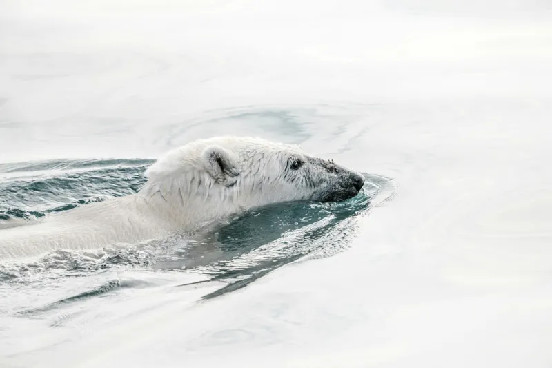 Tablou Canvas, "Urs polar înotând în oceanul arctic", Urs, Alb, Apă, Rece, Calm, Natură, Arctice, Fragilitate, Singurătate, Liniște, 39 x 26 cm – poza 2