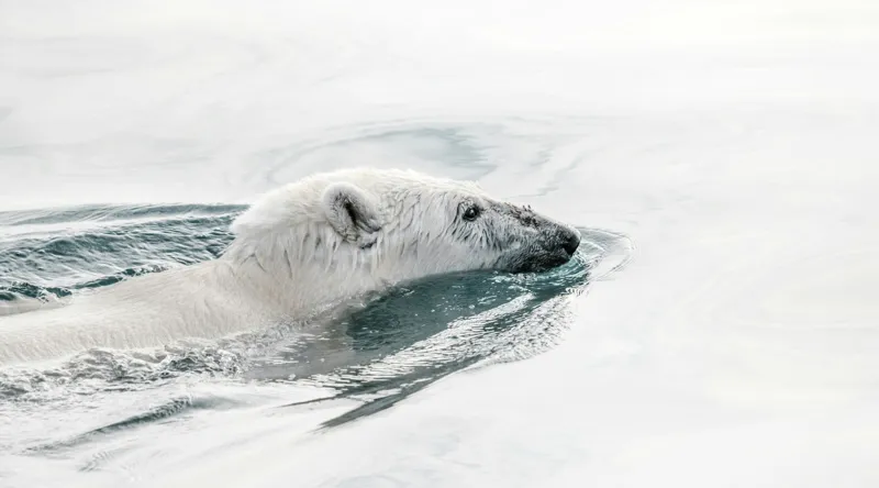 Tablou Canvas, "Urs polar înotând în oceanul arctic", Urs, Alb, Apă, Rece, Calm, Natură, Arctice, Fragilitate, Singurătate, Liniște, 90 x 50 cm – poza 2