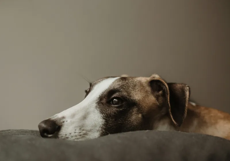 Tablou Canvas, "Visând spre orizontul necunoscut", Calm, Contemplative, Gentle, Whippet, Peaceful, 100 x 70 cm – poza 2