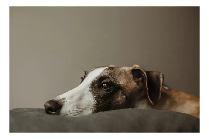 Tablou Canvas, "Visând spre orizontul necunoscut", Calm, Contemplative, Gentle, Whippet, Peaceful, 150 x 100 cm