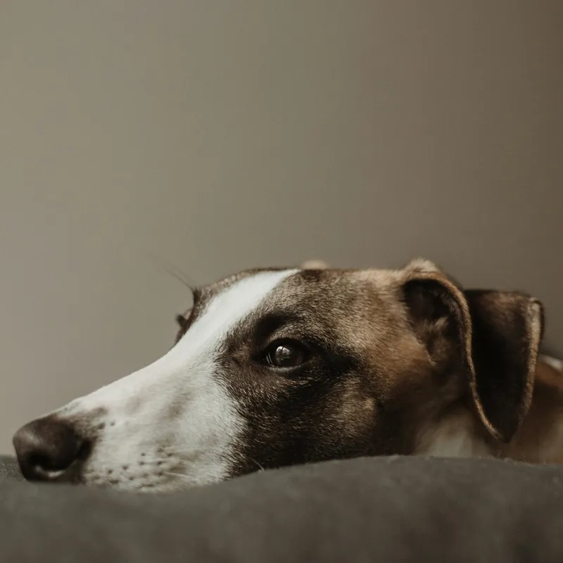 Tablou Canvas, "Visând spre orizontul necunoscut", Calm, Contemplative, Gentle, Whippet, Peaceful, 50 x 50 cm – poza 2