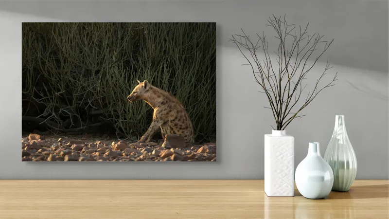 Tablou Canvas, "Hiena în lumina apusului african", Hyena, Pământ, Vegetație, Apus, Solitudine, Observație, Natură, 70 x 50 cm – poza 3