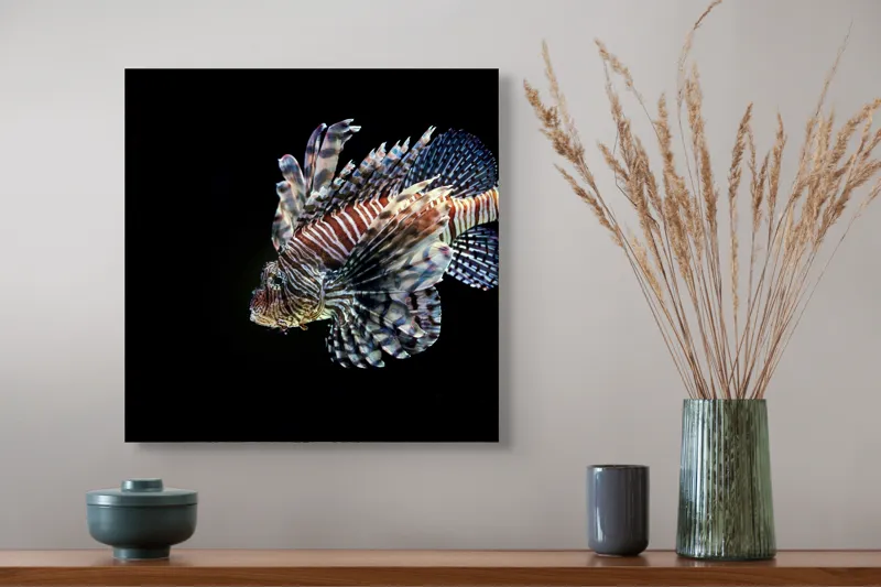 Tablou Canvas, "Peștișorul leu în adâncuri misterioase", Pește, Aripi, Dungi, Colorat, Elegant, Acvatic, Exotic, Spectaculos, Solitar, Plutire, 50 x 50 cm – poza 4