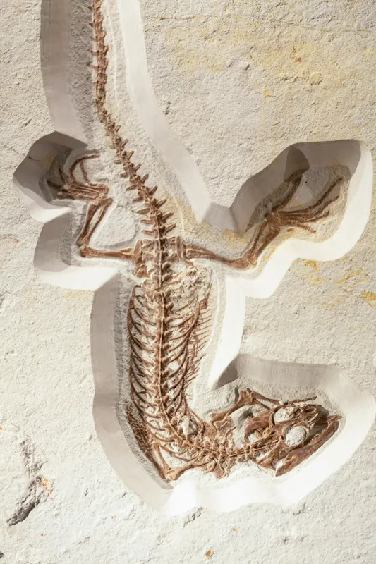 Tablou Canvas, "Fosilă de șopârlă în stâncă păstrată", Șopârlă, Fosilă, Schelet, Detaliat, Pietrificat, Paleontologie, Istorie, Natură., 100 x 150 cm – poza 2