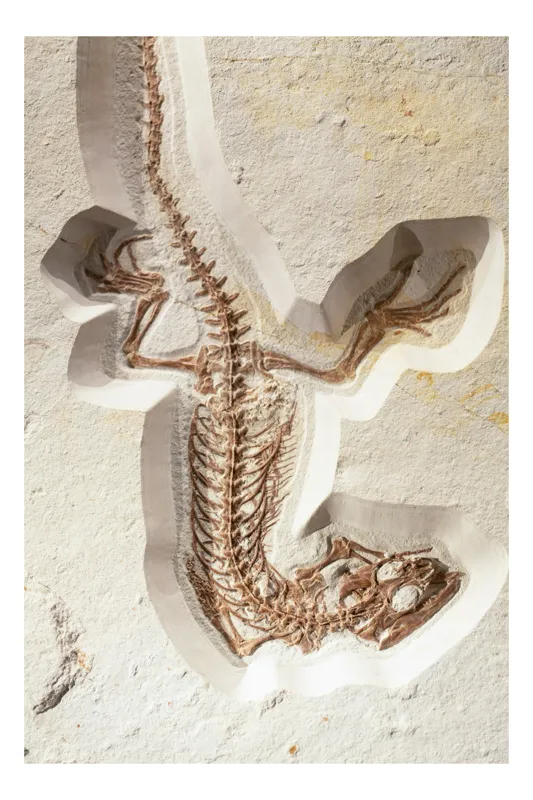 Tablou Canvas, "Fosilă de șopârlă în stâncă păstrată", Șopârlă, Fosilă, Schelet, Detaliat, Pietrificat, Paleontologie, Istorie, Natură., 50 x 70 cm