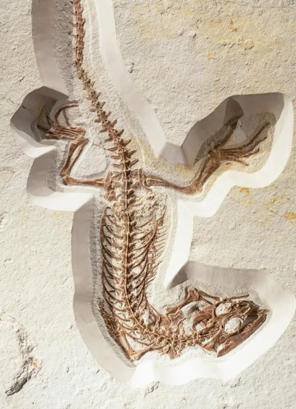 Tablou Canvas, "Fosilă de șopârlă în stâncă păstrată", Șopârlă, Fosilă, Schelet, Detaliat, Pietrificat, Paleontologie, Istorie, Natură., 39 x 54 cm – poza 2
