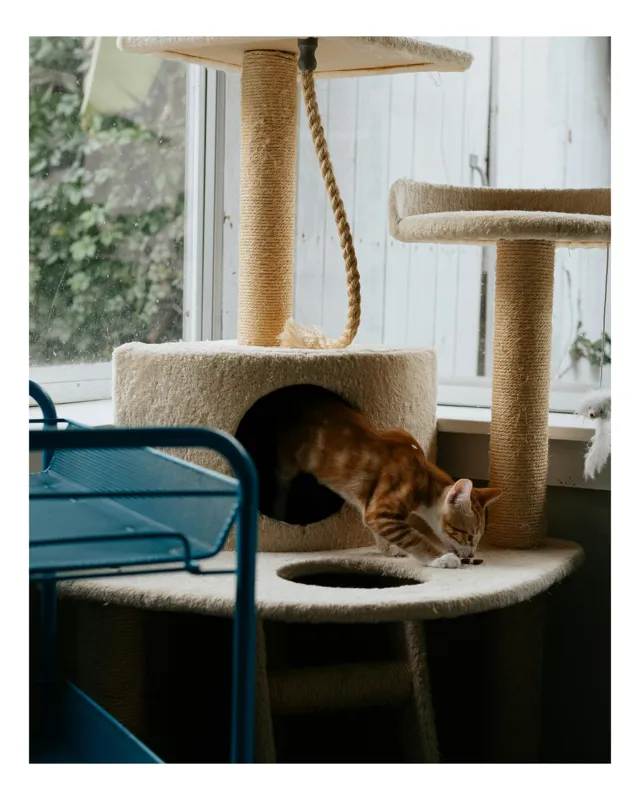 Tablou Canvas, "Motanul explorator în turnul de joacă", Pisică, Jucăușă, Cățărătoare, Mobilier, Lumină, Fereastră, Blană, Coardă, Joacă, Interior, 39 x 54 cm