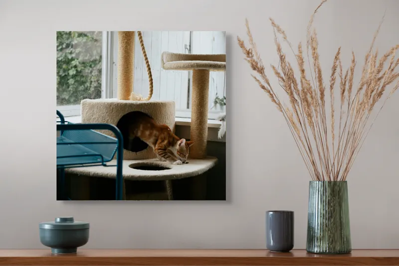 Tablou Canvas, "Motanul explorator în turnul de joacă", Pisică, Jucăușă, Cățărătoare, Mobilier, Lumină, Fereastră, Blană, Coardă, Joacă, Interior, 50 x 50 cm – poza 4