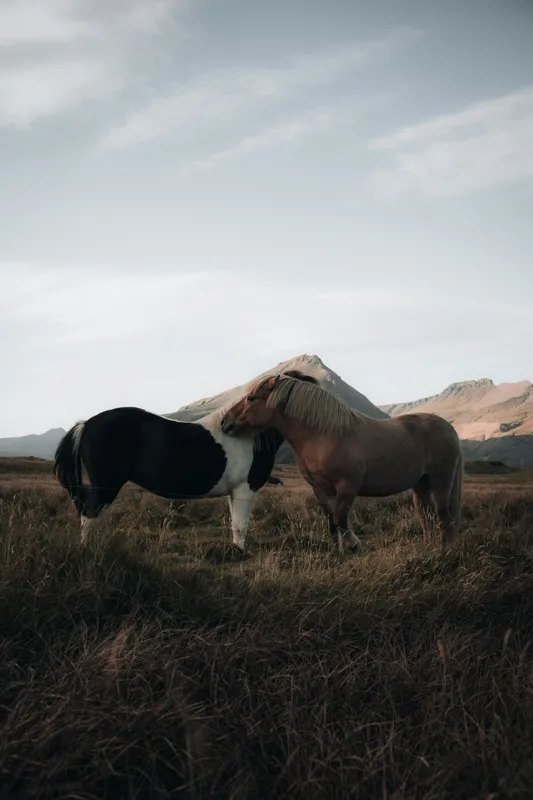 Tablou Canvas, "Îmbrățișarea cailor sub munte senin", Dragoste, Blândețe, Natură, Libertate, Frumusețe, Serenitate, Prietenie, Peisaj, Munți, Calde., 26 x 39 cm – poza 2