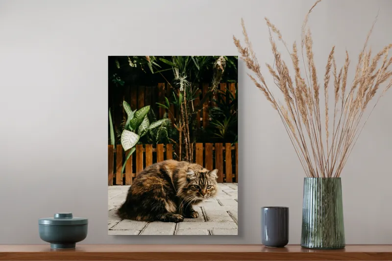 Tablou Canvas, "Pisica în grădina tropicală liniștită", Pisoi, Blană, Grădină, Gard, Plante, Cărămidă, Verdeață, Relaxare, 39 x 54 cm – poza 3