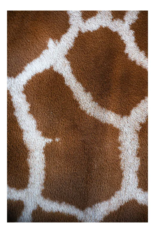 Tablou Canvas, "Model de blană girafului african", Model, Textură, Giraffe, Piele, Natură, Pete, Maro, Alb, Contrast, Frumusețe., 50 x 90 cm