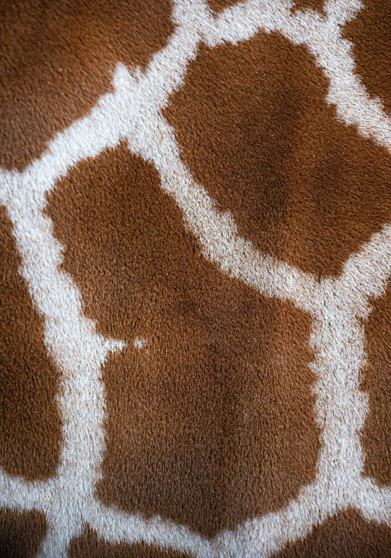 Tablou Canvas, "Model de blană girafului african", Model, Textură, Giraffe, Piele, Natură, Pete, Maro, Alb, Contrast, Frumusețe., 70 x 100 cm – poza 2