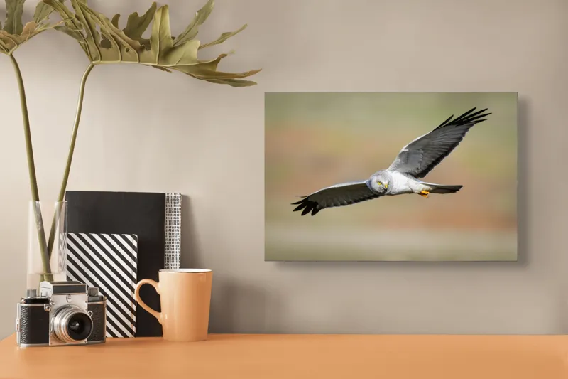 Tablou Canvas, "Vânătorul cerului în zbor lin", Pasăre, Zbor, Aripă, Cer, Natură, Pradă, Libertate, Eleganță, Cerneală, Răpitor., 39 x 26 cm – poza 3