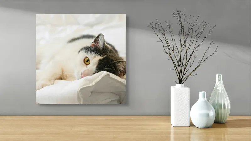 Tablou Canvas, "Pisică odihnindu-se pe așternuturi albe", Pisică, Întinsă, Blană, Albitură, Odihnă, Privire, Relaxare, 50 x 50 cm – poza 3