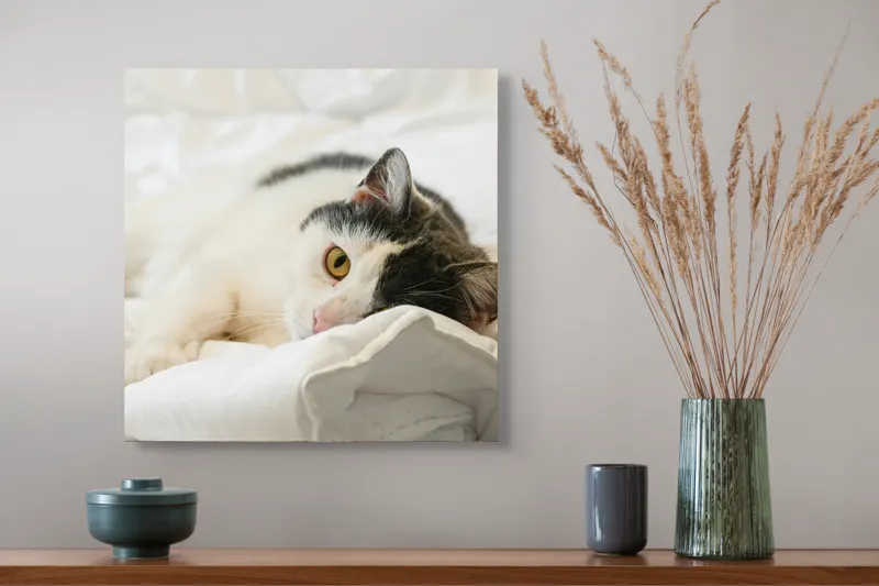Tablou Canvas, "Pisică odihnindu-se pe așternuturi albe", Pisică, Întinsă, Blană, Albitură, Odihnă, Privire, Relaxare, 50 x 50 cm – poza 4