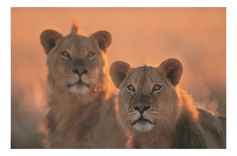 Tablou Canvas, "Tandrețea regilor savanei africane", Regal, Majestic, Powerful, Serene, Watchful, Graceful, 54 x 39 cm