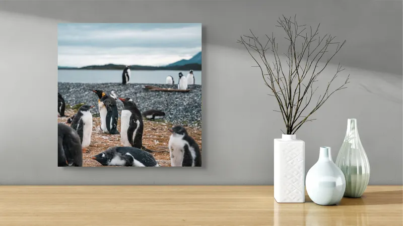 Tablou Canvas, "Pinguinii se odihnesc pe țărmul mării", Pinguini, Plajă, Cer, Pietriș, Apă, Inselă, Munți, Adunare, Natură, Odihnă, 50 x 50 cm – poza 3