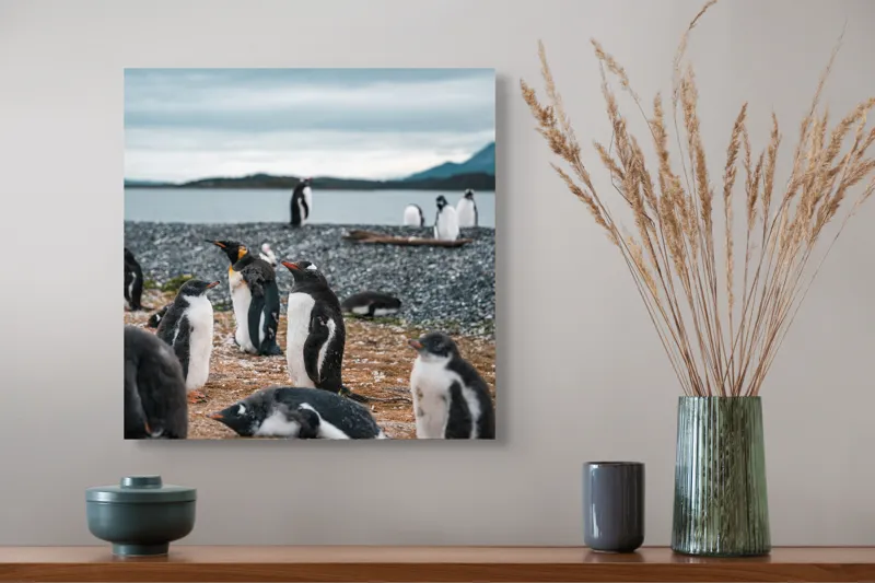 Tablou Canvas, "Pinguinii se odihnesc pe țărmul mării", Pinguini, Plajă, Cer, Pietriș, Apă, Inselă, Munți, Adunare, Natură, Odihnă, 50 x 50 cm – poza 4