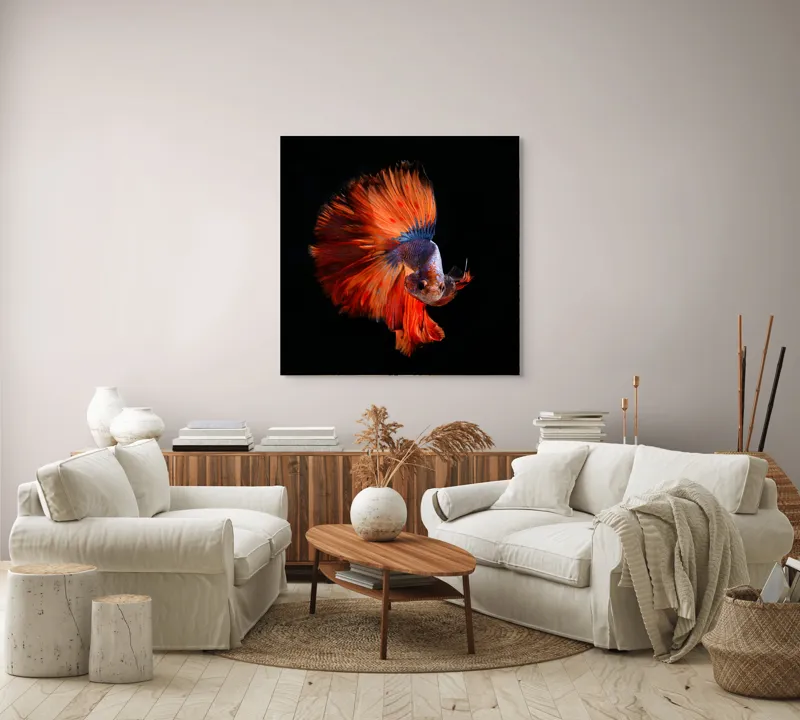 Tablou Canvas, "Dansul vibrant al peștelui betta", Fină, Eleganță, Culoare, Mișcare, Delicatețe, Contrast, Frumusețe, Natură, 100 x 100 cm – poza 3