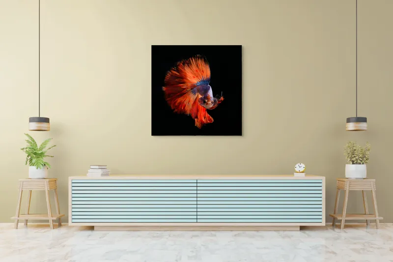 Tablou Canvas, "Dansul vibrant al peștelui betta", Fină, Eleganță, Culoare, Mișcare, Delicatețe, Contrast, Frumusețe, Natură, 100 x 100 cm – poza 5