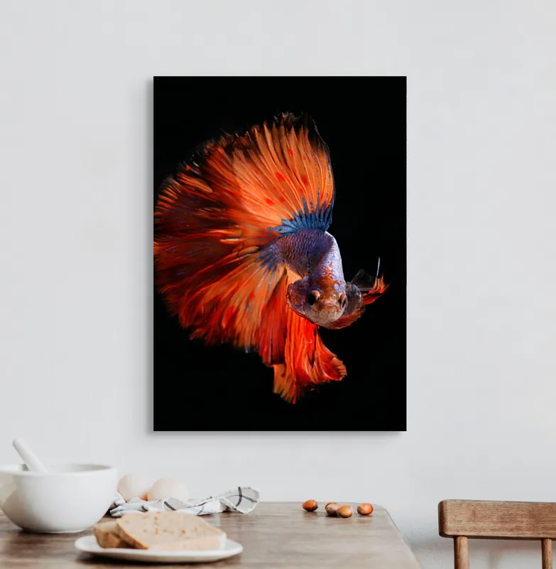 Tablou Canvas, "Dansul vibrant al peștelui betta", Fină, Eleganță, Culoare, Mișcare, Delicatețe, Contrast, Frumusețe, Natură, 50 x 70 cm – poza 3