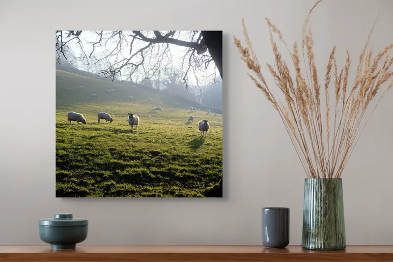 Tablou Canvas, "Oile pasc în lumina dimineții", Copaci, Oi, Pajiște, Răsărit, Siluetă, Natural, Deal, Peisaj, Liniște, Verdeață, 50 x 50 cm – poza 4