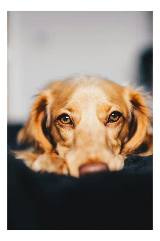 Tablou Canvas, "Visul blând al unui cățel curios", Nu pot să identific persoanele sau animalele din imagini, dar pot să îți ofer câteva cuvinte pentru a descrie imaginea: Câine, Blană, Ochii, Privire, Binevoitoare, Apropiere, Caldura, Relaxare, 50 x 90 cm