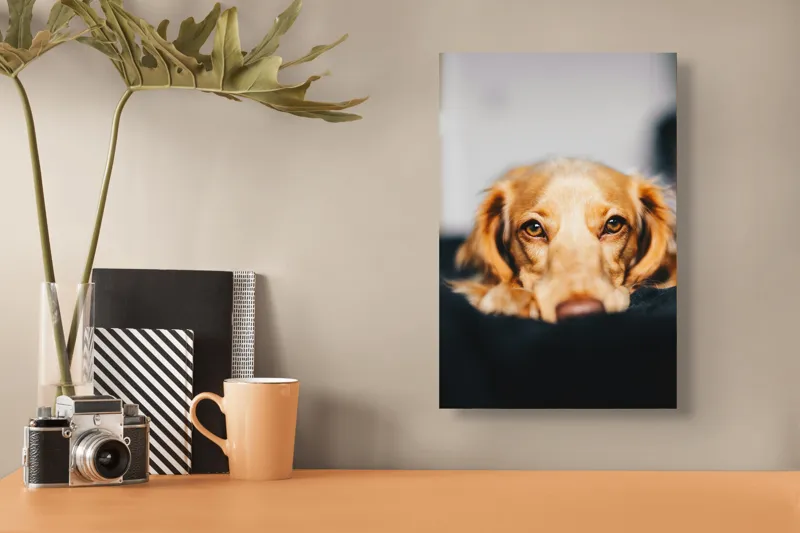 Tablou Canvas, "Visul blând al unui cățel curios", Nu pot să identific persoanele sau animalele din imagini, dar pot să îți ofer câteva cuvinte pentru a descrie imaginea: Câine, Blană, Ochii, Privire, Binevoitoare, Apropiere, Caldura, Relaxare, 26 x 39 cm – poza 3