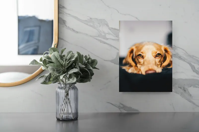 Tablou Canvas, "Visul blând al unui cățel curios", Nu pot să identific persoanele sau animalele din imagini, dar pot să îți ofer câteva cuvinte pentru a descrie imaginea: Câine, Blană, Ochii, Privire, Binevoitoare, Apropiere, Caldura, Relaxare, 26 x 39 cm – poza 4