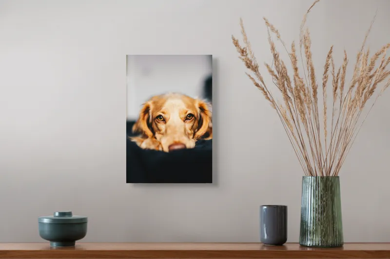 Tablou Canvas, "Visul blând al unui cățel curios", Nu pot să identific persoanele sau animalele din imagini, dar pot să îți ofer câteva cuvinte pentru a descrie imaginea: Câine, Blană, Ochii, Privire, Binevoitoare, Apropiere, Caldura, Relaxare, 26 x 39 cm – poza 5
