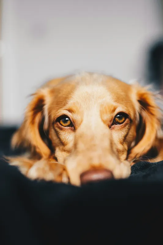Tablou Canvas, "Visul blând al unui cățel curios", Nu pot să identific persoanele sau animalele din imagini, dar pot să îți ofer câteva cuvinte pentru a descrie imaginea: Câine, Blană, Ochii, Privire, Binevoitoare, Apropiere, Caldura, Relaxare, 26 x 39 cm – poza 2