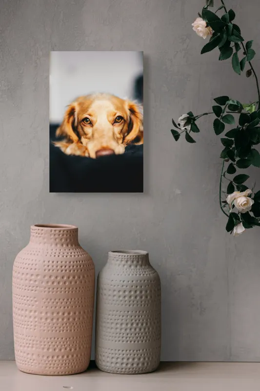 Tablou Canvas, "Visul blând al unui cățel curios", Nu pot să identific persoanele sau animalele din imagini, dar pot să îți ofer câteva cuvinte pentru a descrie imaginea: Câine, Blană, Ochii, Privire, Binevoitoare, Apropiere, Caldura, Relaxare, 26 x 39 cm – poza 6