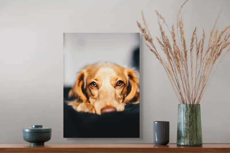 Tablou Canvas, "Visul blând al unui cățel curios", Nu pot să identific persoanele sau animalele din imagini, dar pot să îți ofer câteva cuvinte pentru a descrie imaginea: Câine, Blană, Ochii, Privire, Binevoitoare, Apropiere, Caldura, Relaxare, 39 x 54 cm – poza 3