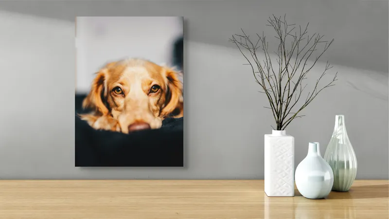 Tablou Canvas, "Visul blând al unui cățel curios", Nu pot să identific persoanele sau animalele din imagini, dar pot să îți ofer câteva cuvinte pentru a descrie imaginea: Câine, Blană, Ochii, Privire, Binevoitoare, Apropiere, Caldura, Relaxare, 39 x 54 cm – poza 4