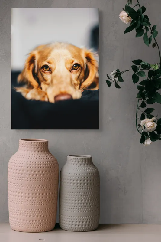 Tablou Canvas, "Visul blând al unui cățel curios", Nu pot să identific persoanele sau animalele din imagini, dar pot să îți ofer câteva cuvinte pentru a descrie imaginea: Câine, Blană, Ochii, Privire, Binevoitoare, Apropiere, Caldura, Relaxare, 39 x 54 cm – poza 6