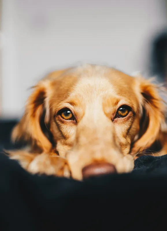 Tablou Canvas, "Visul blând al unui cățel curios", Nu pot să identific persoanele sau animalele din imagini, dar pot să îți ofer câteva cuvinte pentru a descrie imaginea: Câine, Blană, Ochii, Privire, Binevoitoare, Apropiere, Caldura, Relaxare, 39 x 54 cm – poza 2